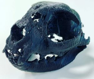 3D Ausdruck CT Katzenschädel
