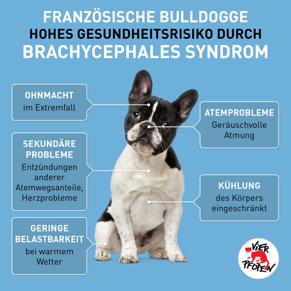 Brachycephales Syndrom