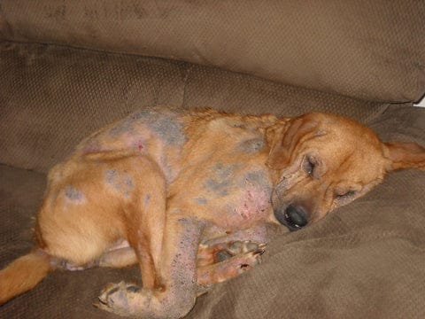 Hautkrankheiten bei Hunden