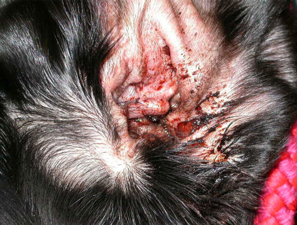 inflamed ear due to infection
