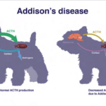 Morbus Addison bei Hunden