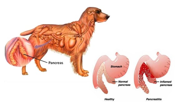 Pankreatitis beim Hund