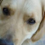 Eye diseases in dogs