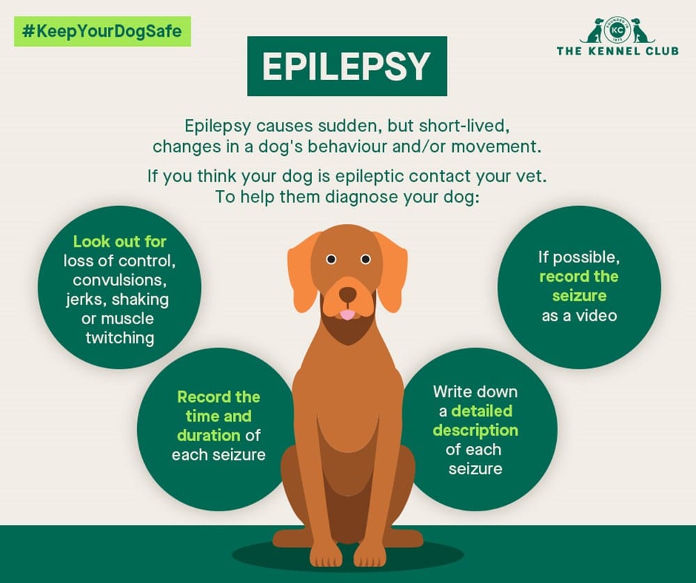 Epilepsie beim Hund