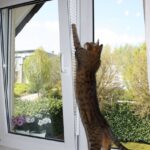 Fenstersturz Katze