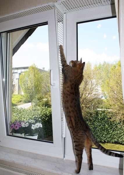 Fenstersturz Katze