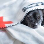 7 Maßnahmen bei Notfällen in der Tiermedizin