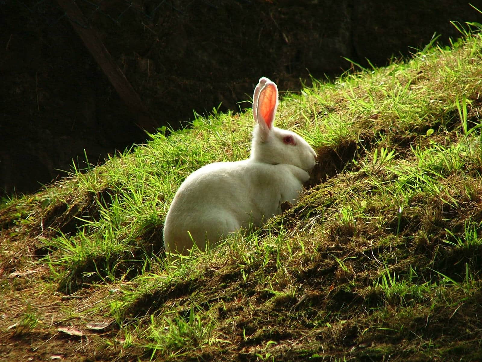 Вздутие живота у кроликов: возможные причины и способы лечения | Лапа помощи | Дзен