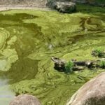 Blo-gréng Algen Vergëftung bei Hënn a Kazen