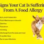 Food allergy in cats
