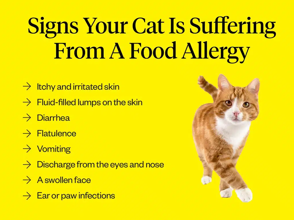 Futtermittelallergie bei der Katze
