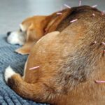 Akupunktur beim Tier