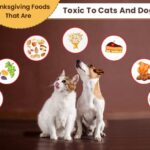 gefährliche Lebensmittel für Hunde und Katzen