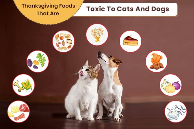 Gefährliche Lebensmittel für Hunde und Katzen
