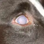 Glaucoma in dogs and cats