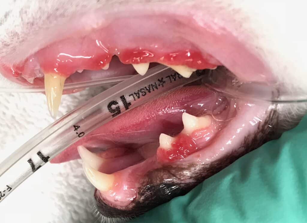 Zahnfleischentzündung bei Katzen (Gingivitis)