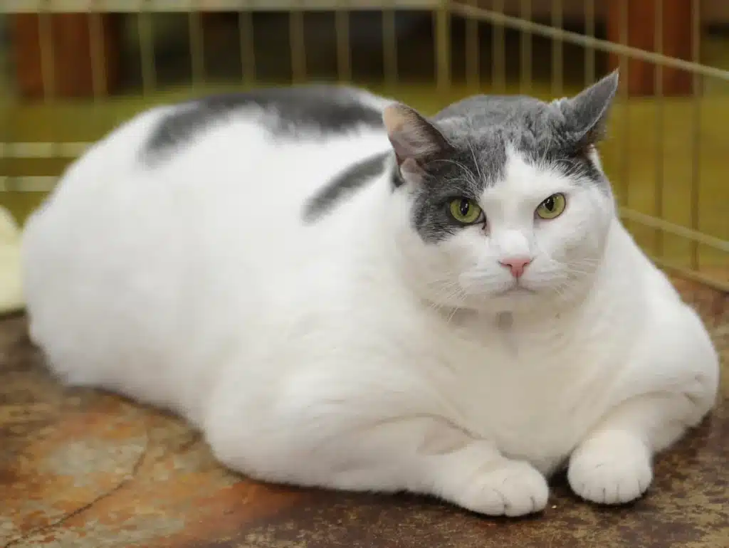 Übergewicht bei Katzen