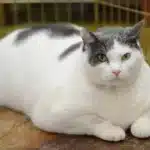 Übergewicht bei Katzen