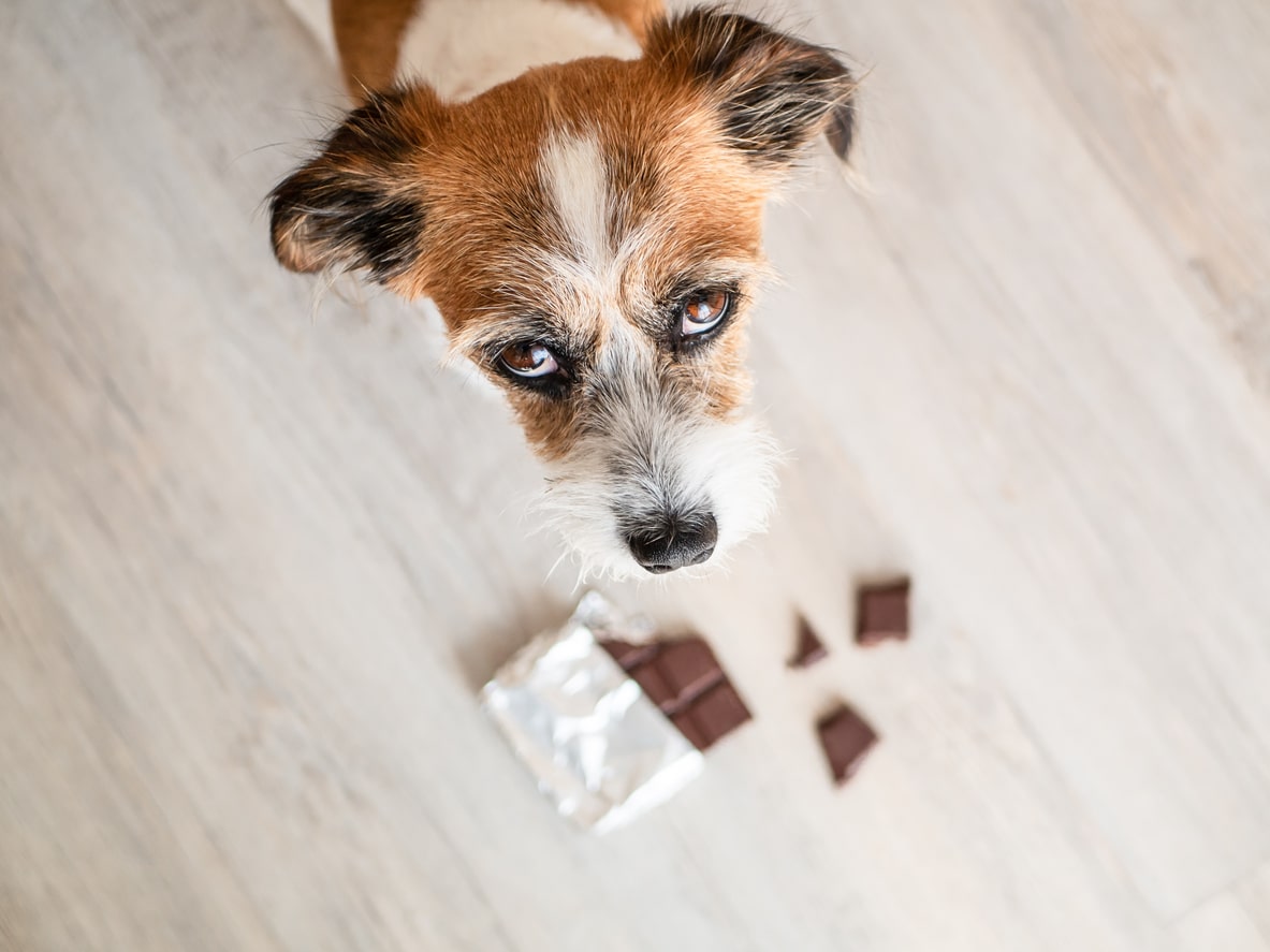 Почему шоколад опасен для собак?