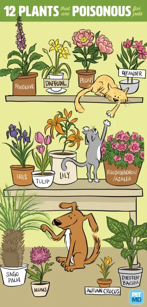 Giftpflanzen und Haustiere
