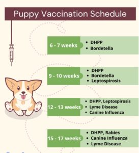 Impfungen Hunde