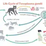 Toxoplasmosis in cats