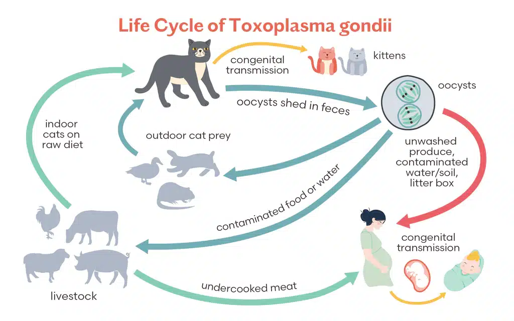 Toxoplasmose bei Katzen