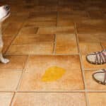 Incontinence in dogs and cats