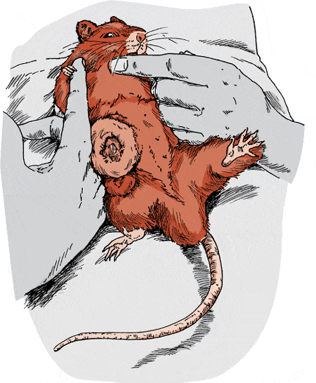 Rattenkrankheiten