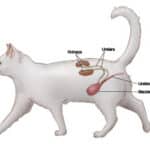 Nierenerkrankung bei Katzen
