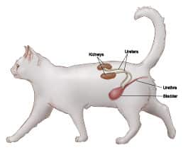 Nierenerkrankung bei Katzen
