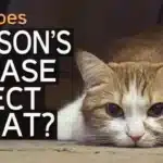 Hipoadrenocorticismo (enfermedad de Addison) en gatos