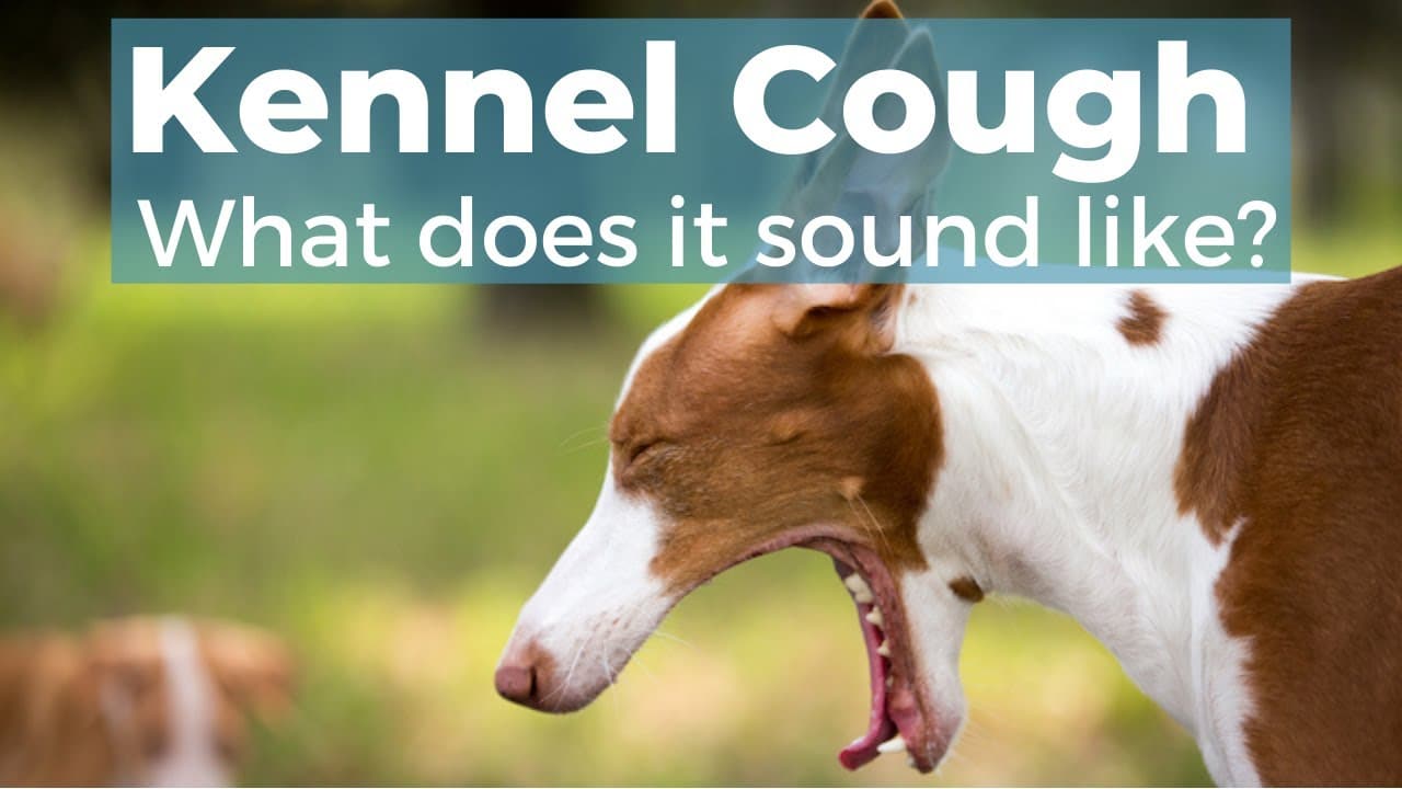 питомниковый кашель сколько длится у собак