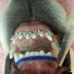 Ortodoncia para perros