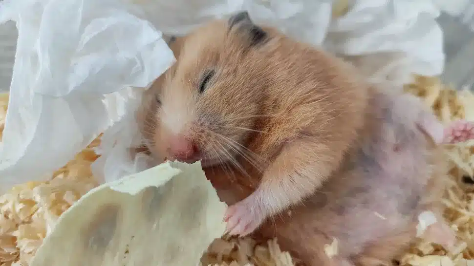Hamster schläft nicht
