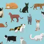 razas de gatos más saludables