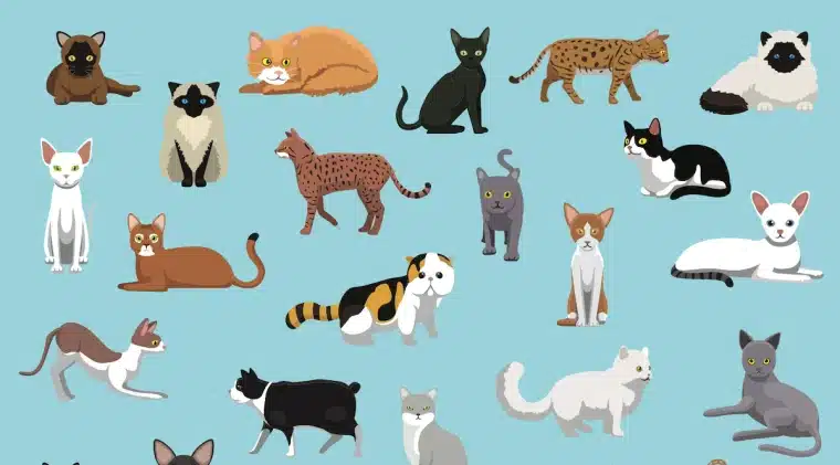 Самые здоровые породы кошек - Ветеринар Карлсруэ - Центр мелких животных  Арндт