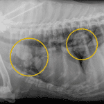 Lung tumors in dogs