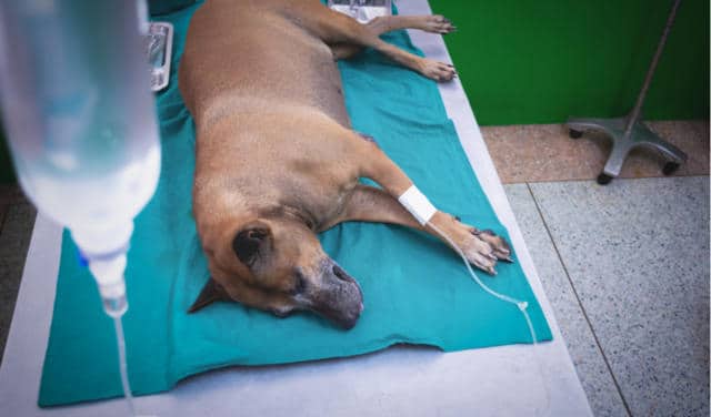 Гломерулонефрит у собак: симптомы, причины и лечение