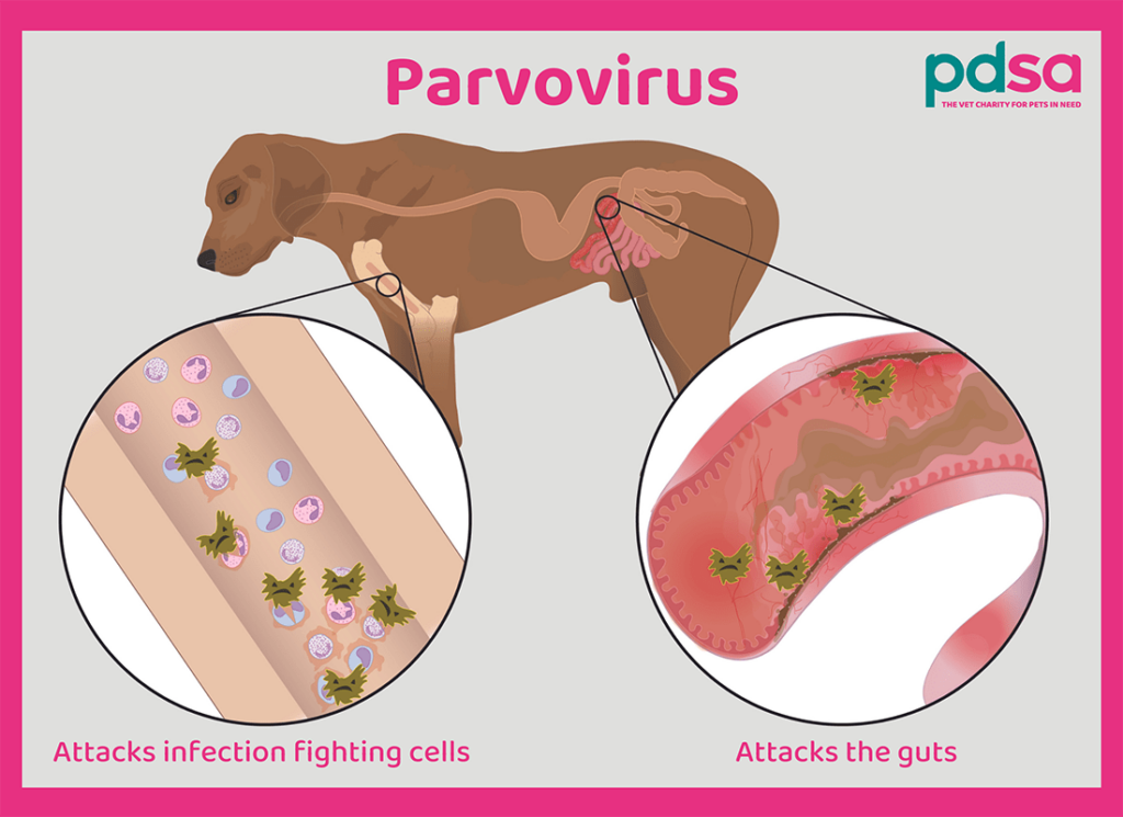 Parvovirose bei Hunden