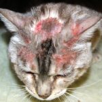 dermatitis atópica felina