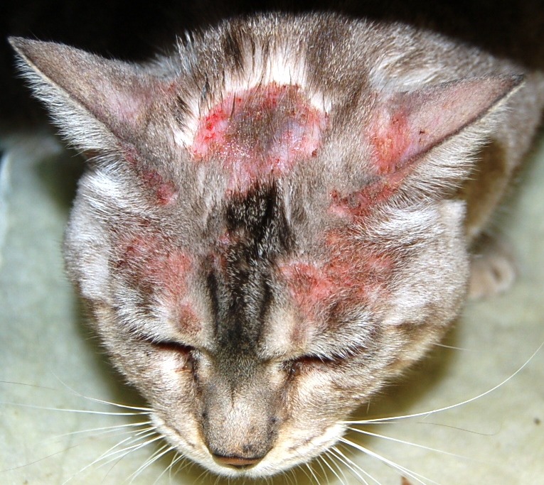 feline atopische Dermatitis