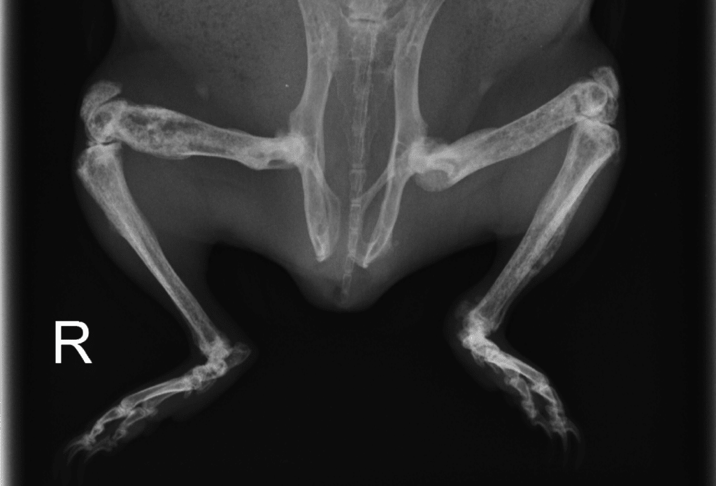 Osteodystrophie bei Meerschweinchen
