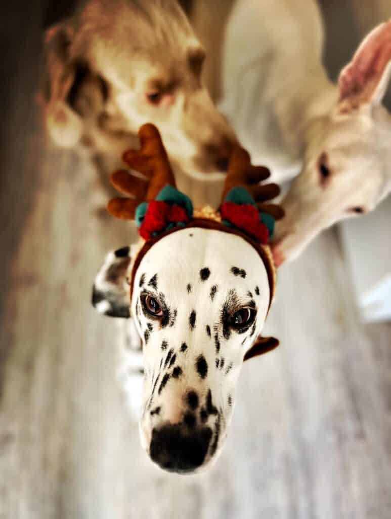 Weihnachten mit Ihrem Hund
