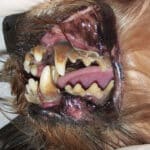 مشکلات دندانی در سگ ها