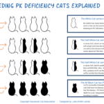 Deficiencia de piruvato quinasa en gatos