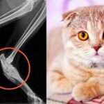 고양이의 골연골이형성증