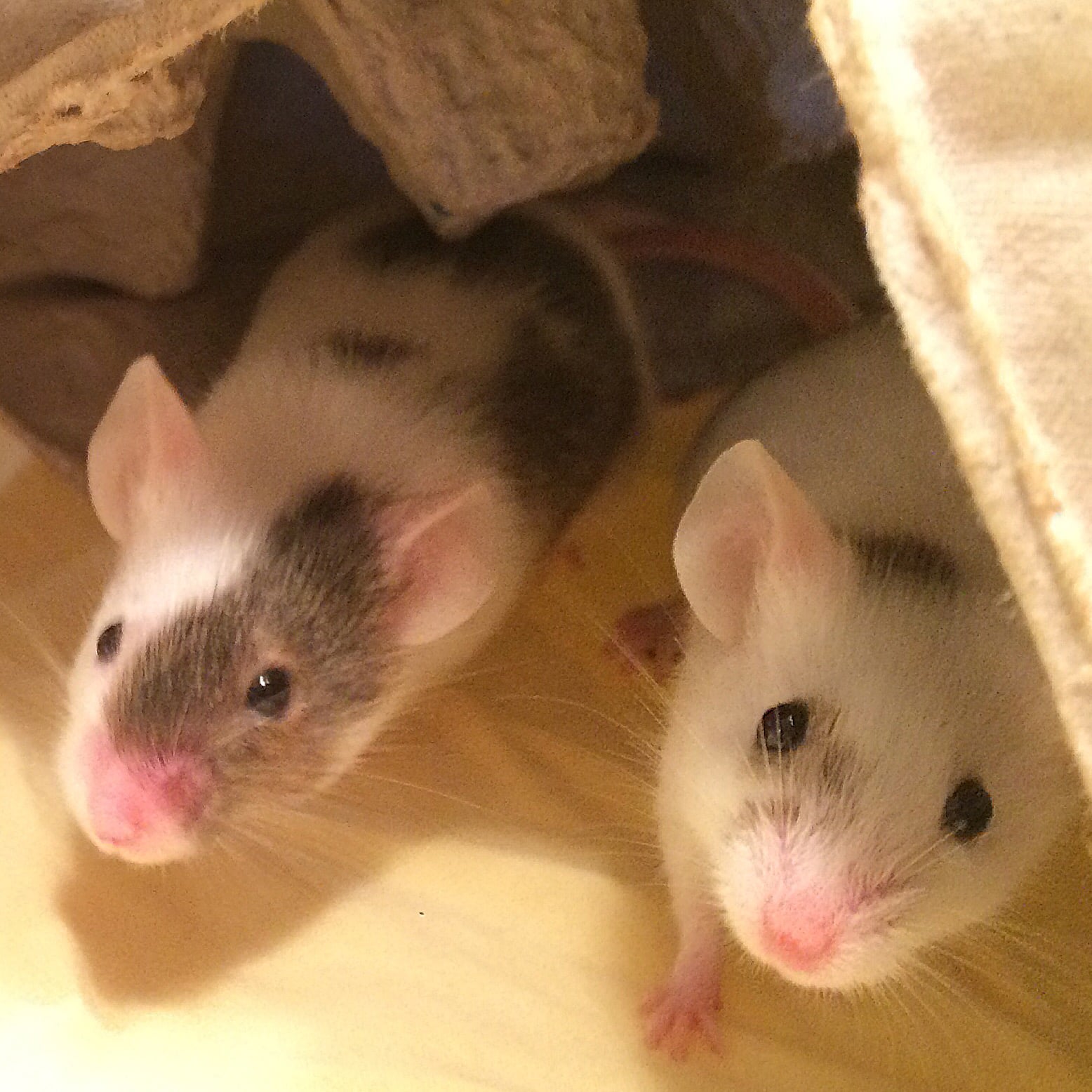 Mäuse als Haustiere

