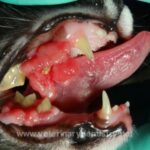 Oral cavity tumors in cats