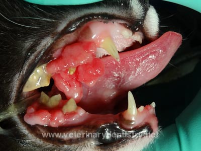 Mundhöhlentumore bei Katzen

